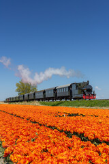 Steam train with tulip field, Hoorn - Medemblik, Noord Holland, Netherlands