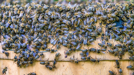 Swarming bees. A swarm of bees flew out of a hive in an apiary