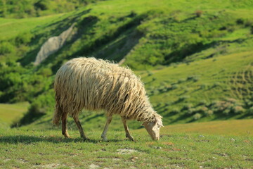 Sheep in a pasture in the Tuscan hills on an early April morning. The Crete Senesi area.

