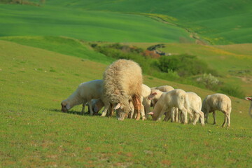 A flock of sheep with lambs in a pasture in the Tuscan hills on an early April morning. The area of the Crete Senesi