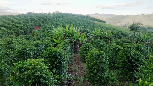 Planta&ccedil;&atilde;o de caf&eacute; em Socorro, cidade proxima a S&atilde;o Paulo