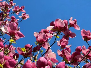 Purple pink flowers magnolia tree on blue sky.