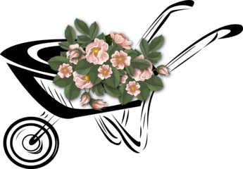 
garden wheelbarrow with flowers