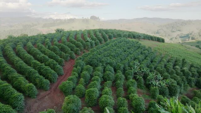 Planta&ccedil;&atilde;o de caf&eacute; em Socorro, cidade proxima a S&atilde;o Paulo