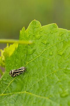 grape phylloxera on the leaf