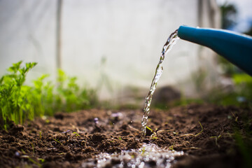 Watering vegetable plants on a plantation in the summer heat with a watering can. Gardening concept. Agriculture plants growing in bed row © shaploff