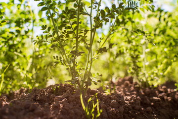 Chickpea crops planted in soil get ripe under sun. Cultivated land close up with sprout. Agriculture plant growing in bed row. Green natural food crop