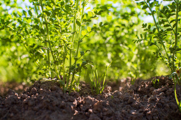 Chickpea crops planted in soil get ripe under sun. Cultivated land close up with sprout. Agriculture plant growing in bed row. Green natural food crop