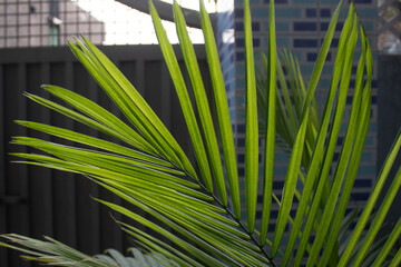 palm tree leaves