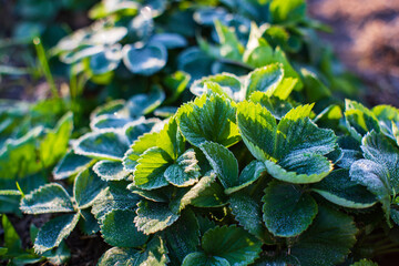 Strawberry leaves covered with frost in a cold autumn morning in the garden. Beautiful natural countryside landscape with strong blurry background