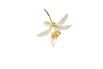 Orange tree flower closeup. White petals and yellow stamens. Neroli fragrant bloom isolated transparent png.
