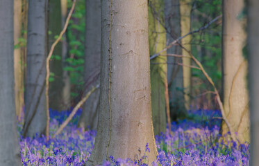 Beautiful view of the blue forest, Hallerbos