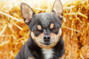 Chihuahua tricolor dog on a straw background. Portrait of a small dog.