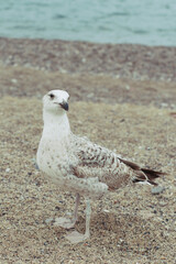 Gaviota portrait 
fotografía vertical 50mm