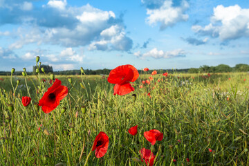 Poppies growing wild in English countryside with blue sky and puffy clouds