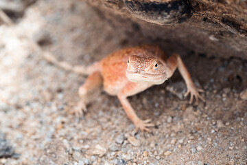 Camouflaged in the Wild: A Chameleon Under a Rock in the African Wilderness