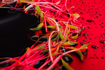 Red beet microgreen shoots close up on black background with water drops. Beet or mangold sprouts creative shots. Food decor. Superfood, healthy eating concept