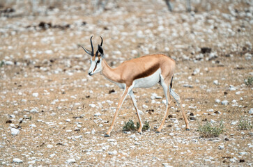 Majestic Wild Springbok Antelope in Its Natural Habitat in Africa in the Desert