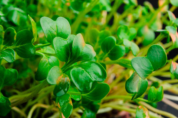 Red radish microgreen shoots close up on black background with water drops. Radish sprouts creative...