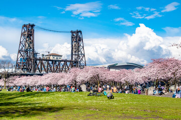 People Enjoying Blooming Cherry Blossom Trees With the Steel Bridge in Spring Along Willamette River in Portland, OR