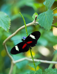 Fototapeta premium butterfly on a flower