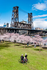 Blooming Cherry Blossom Trees With the Steel Bridge in Spring Along Willamette River in Portland, OR