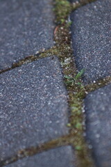 Dirty cobblestones, overgrown with weeds