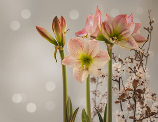 Hippeastrum (amaryllis)  "Apple Blossom"    branch of cherry on a gray background..