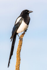 Black-billed Magpie on mullein stalk with blue sky background