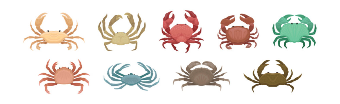 Different Crabs as Decapod Crustaceans with Claws Vector Set