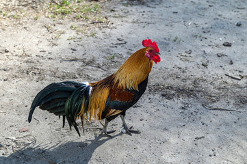 Poultry keeping: Portrait of a pretty dwarf rooster in an enclosure outdoors