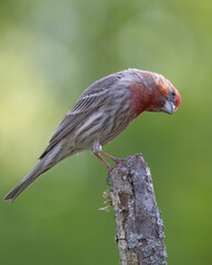Male House finch perched on branch 