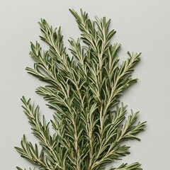 Fototapeta premium rosemary on a white background