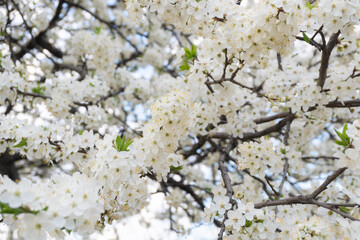 Flowers of the cherry blossoms on a spring day