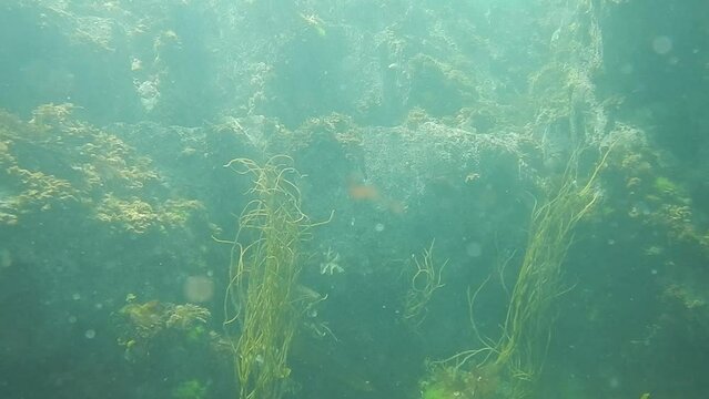 seaweed underwater 