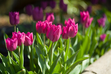 Spring tulips on a sunny day.