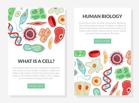 Human Cells Web Banner as Medicine and Biology Vector Template
