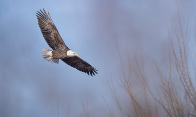 Soaring eagle against blue sky