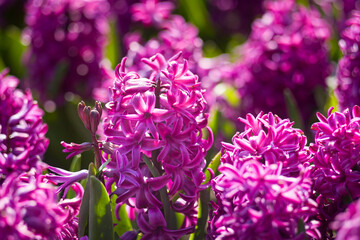 Beautiful spring hyacinth.