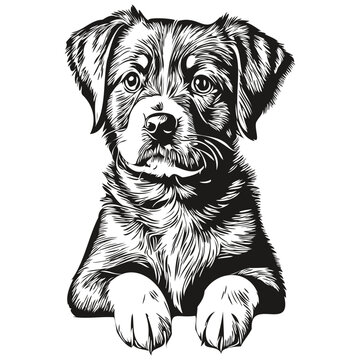 recommend clip art: puppy sketchy, graphic portrait of a puppy on a white background, puppies