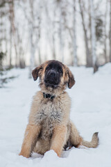 A small puppy of the Leonberger breed sits on the snow in winter.