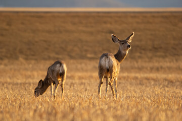 Mule deers are standing in the field with stubles in early spring.