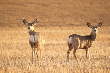 Mule deers are standing in the field with stubles in early spring.