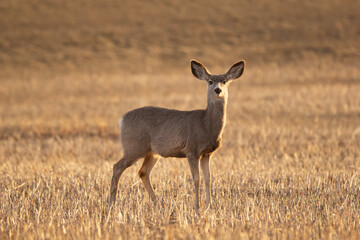 Mule deer is standing in the field with stubles in early spring.