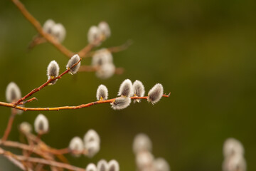 Blooming pussy-willow branch with buds in the spring park.
