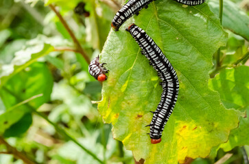 Melanchra Picta Caterpillars On Leaf