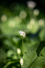 Obraz premium A budding wild garlic flower on a sunny day, with a shallow depth of field