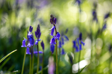 Pretty bluebells in the spring sunshine, with a shallow depth of field