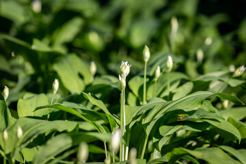 Wild garlic buds in Sussex woodland, on a sunny day in April