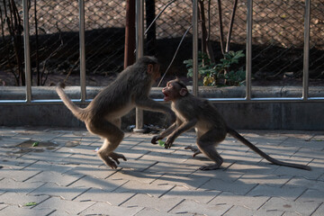 monkey at Bannerghatta national park Bangalore playing in the zoo. forest Wildlife sanctuaries in Karnataka India